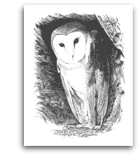 Barn Owl pencil drawing
