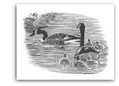Canada Geese pencil drawing