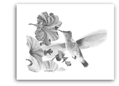 Ruby-Throated Hummingbird pencil drawing
