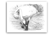 Mute Swan pencil drawing